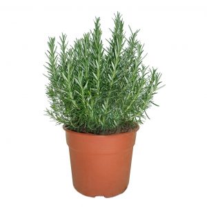 Planta de Romero