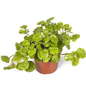 Planta del dinero